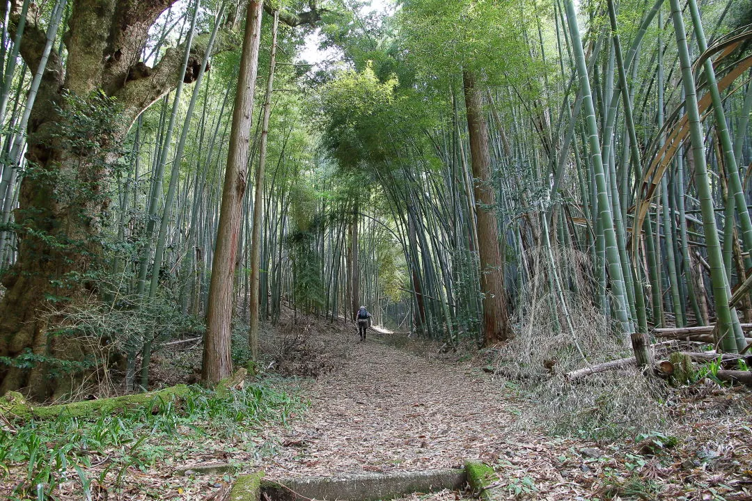 竹林の道