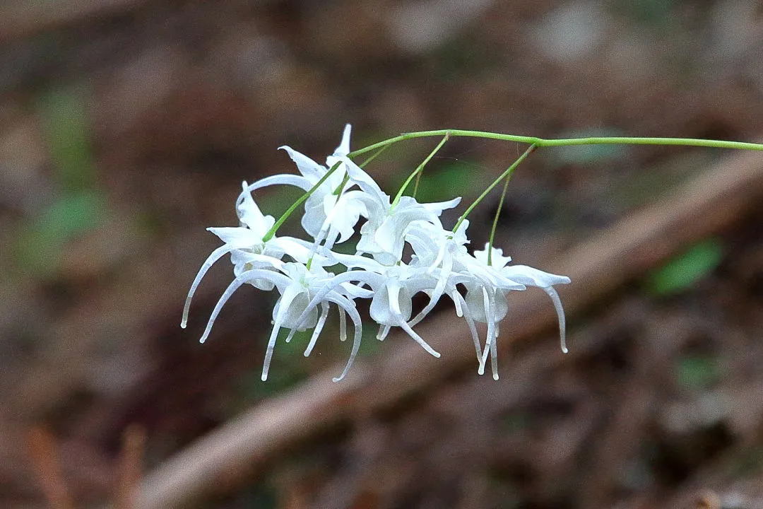 トキワイカリソウ（白花）