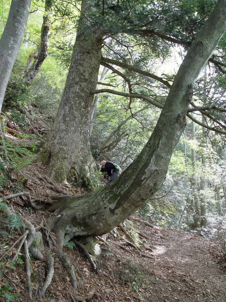 登山道