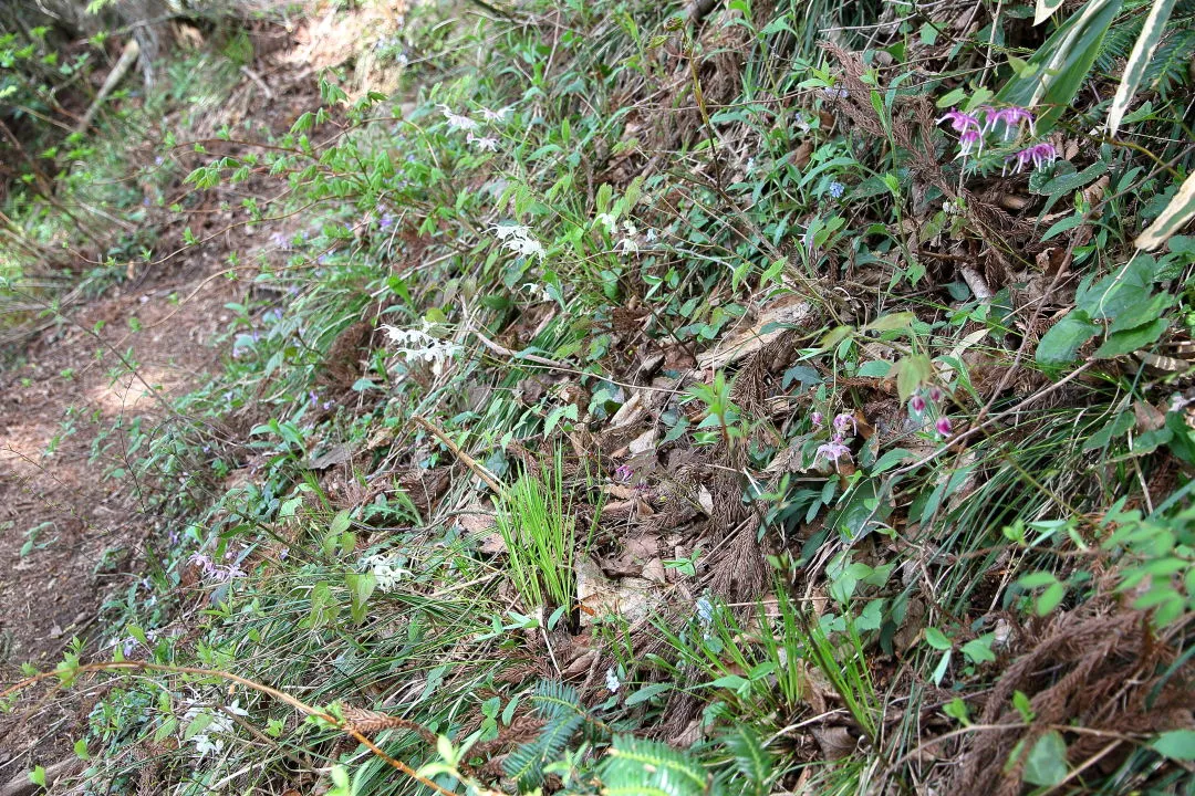 登山道の花々