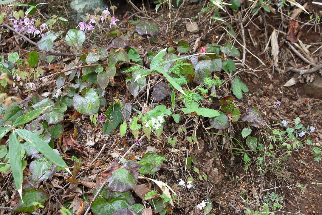 登山道の花々