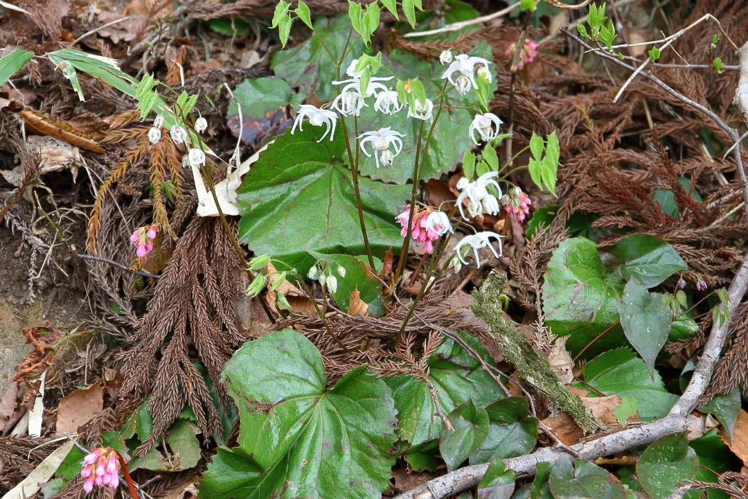 登山道の花々