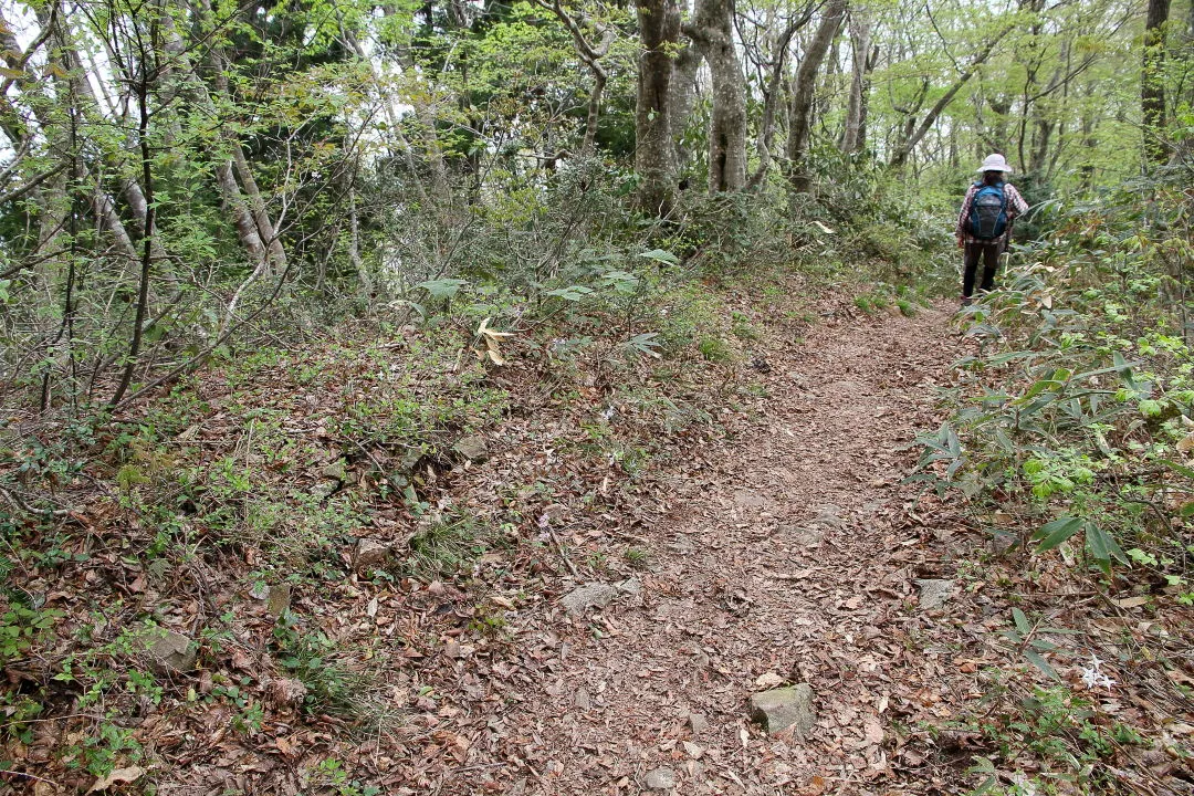 花の多い登山道