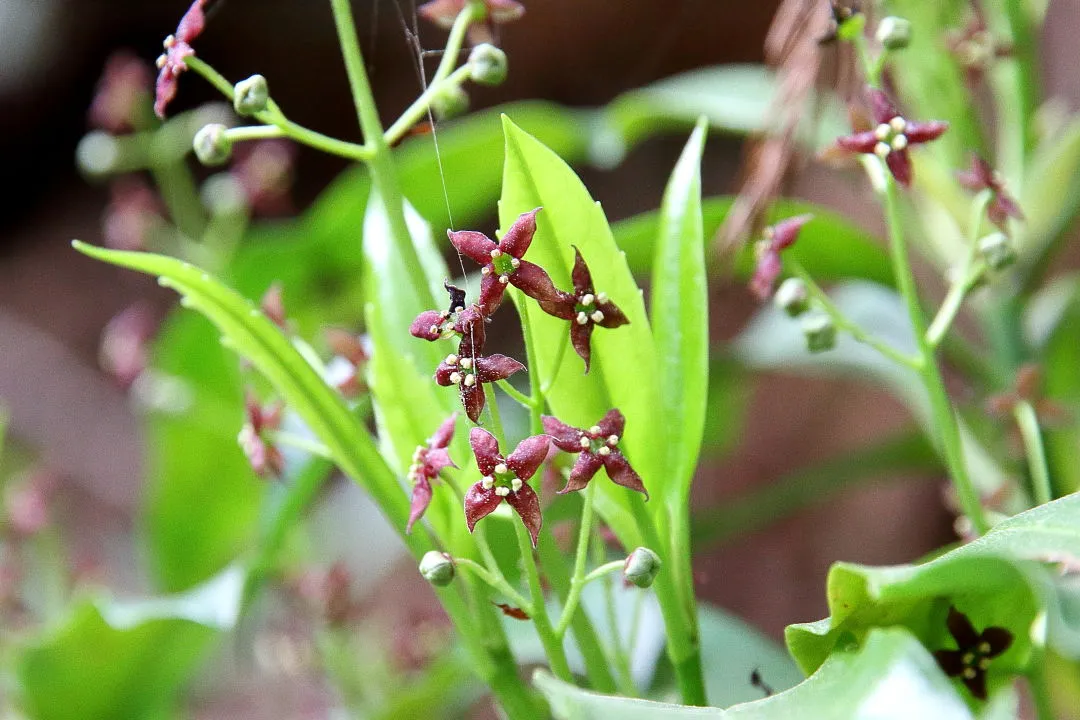 ヒメアオキの花