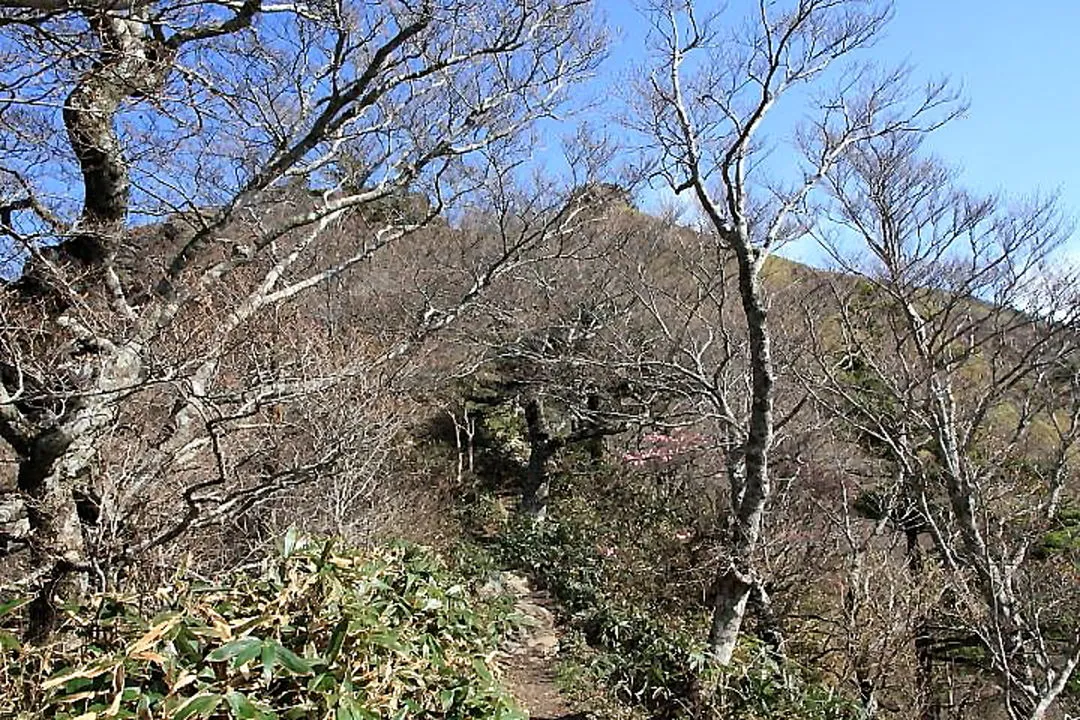 登山道