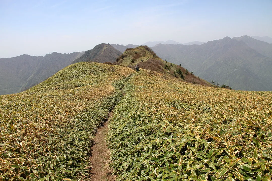 笹原を寒風山へ