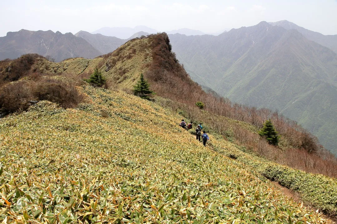 寒風山から笹原の登山道