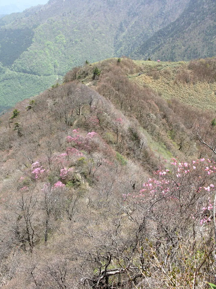 アケボノツツジの咲く尾根道