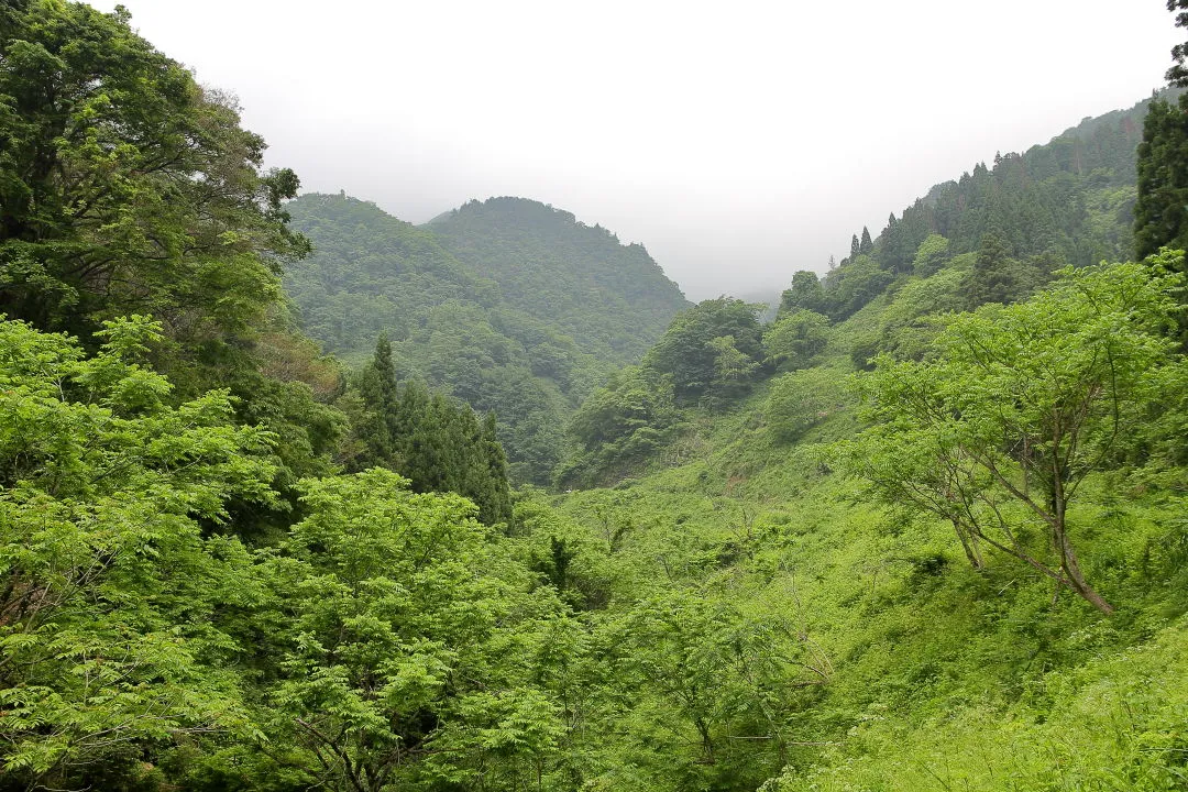 網谷林道から