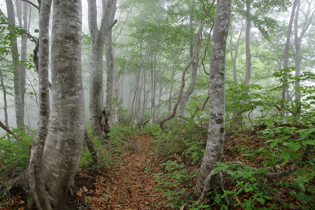 ブナ尾根の登山道