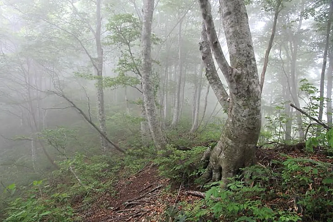 ブナ尾根の登山道