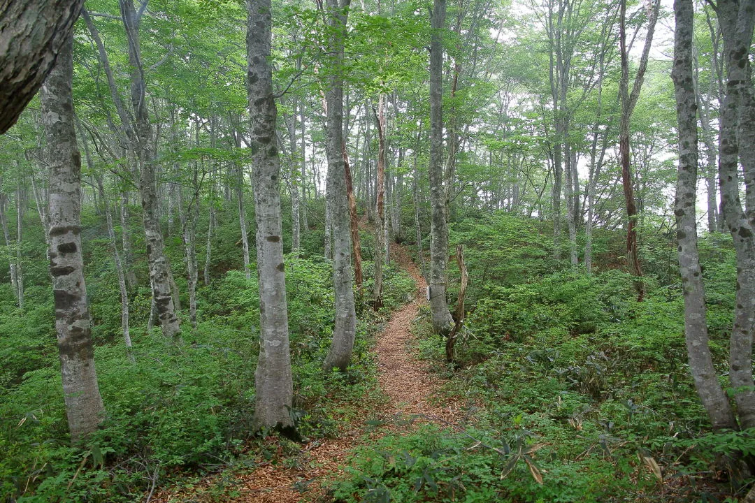 ブナ尾根の登山道