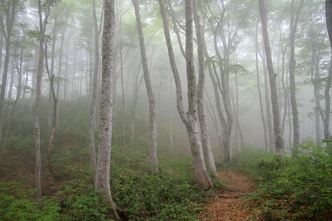 ブナ尾根の登山道