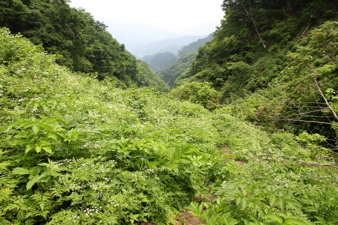 シャクの花畑を行く登山道