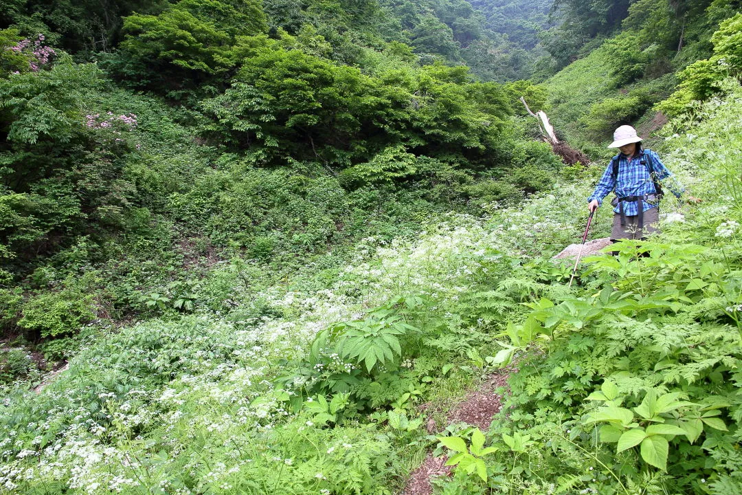 シャクの花畑を下る