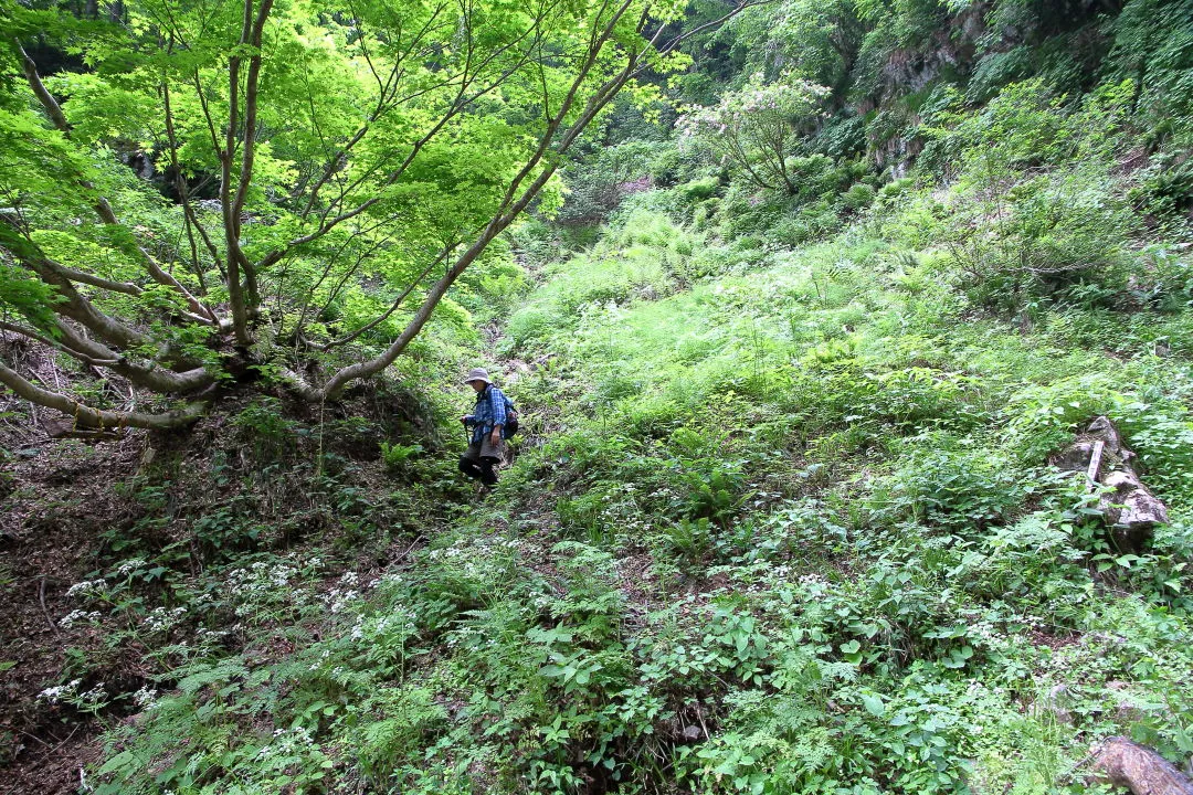 白谷本流道を下る