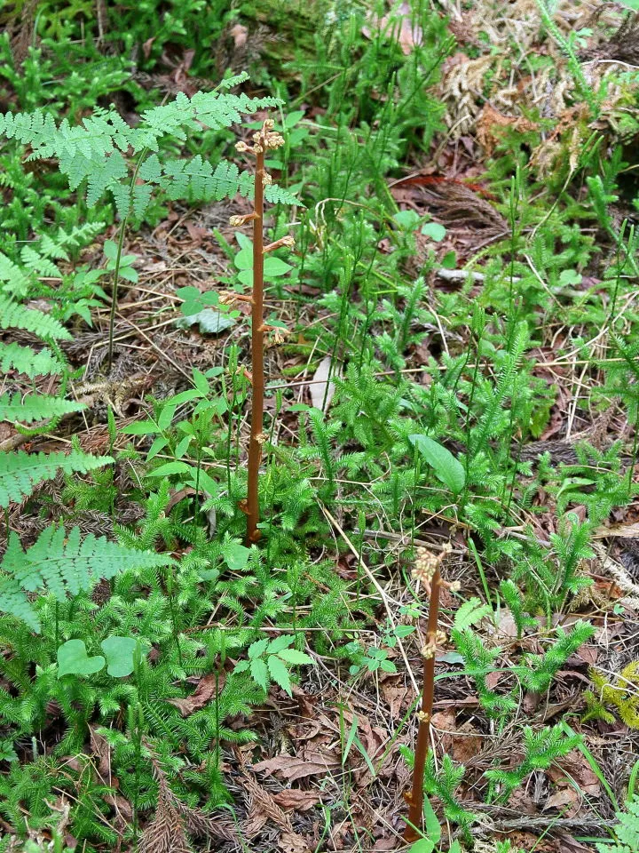 ツチアケビはまだ蕾