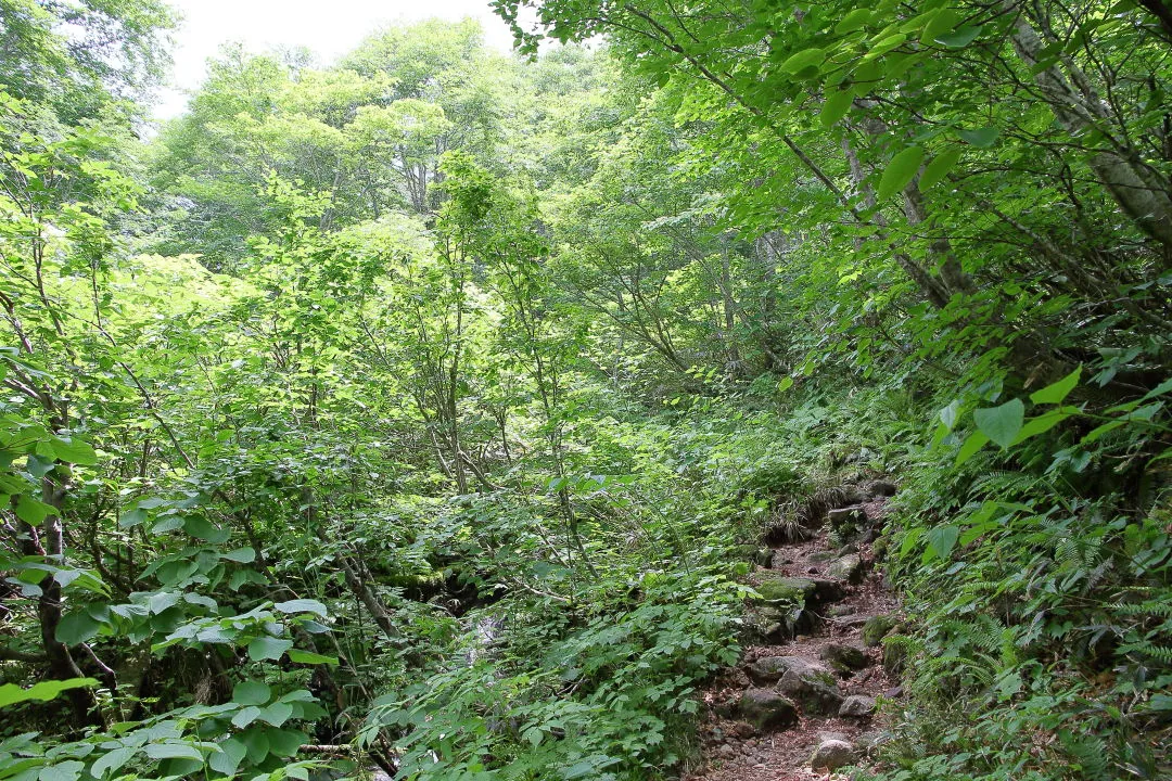 小原峠への登山道