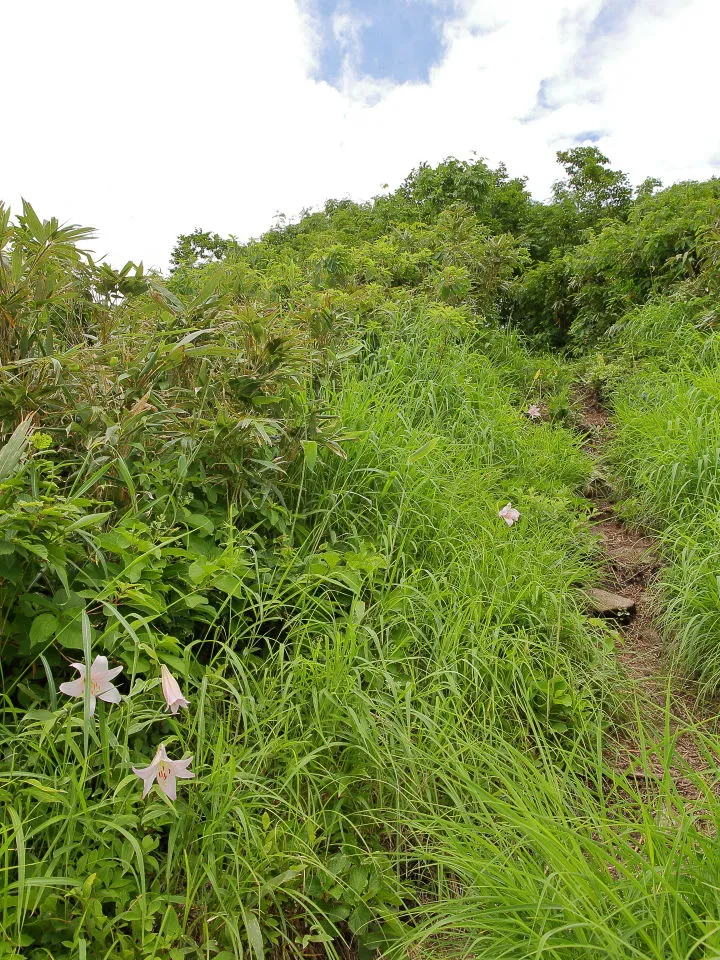 ササユリの咲く登山道