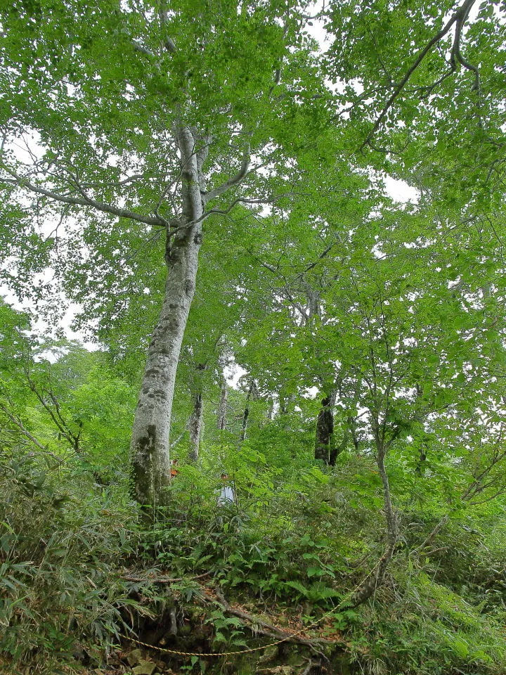 赤兎山への登山道