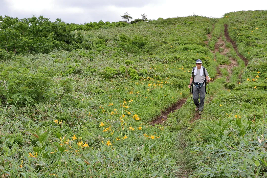 ニッコウキスゲの咲く登山道