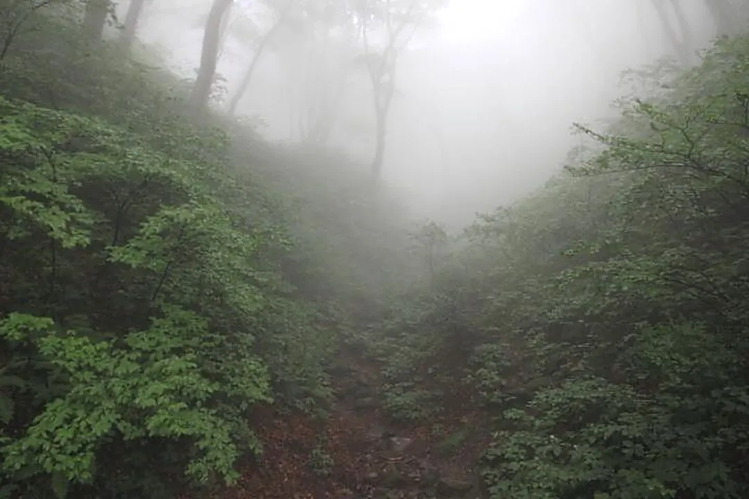 小雨の降る登山道