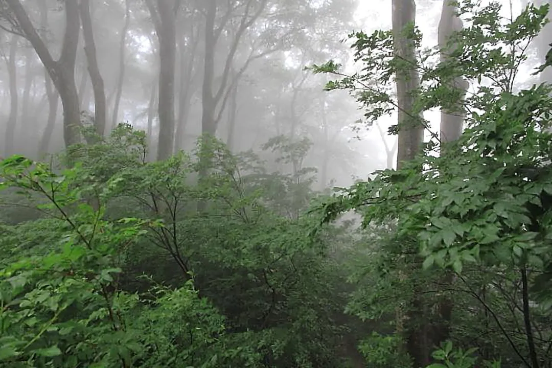 ブナ林の登山道