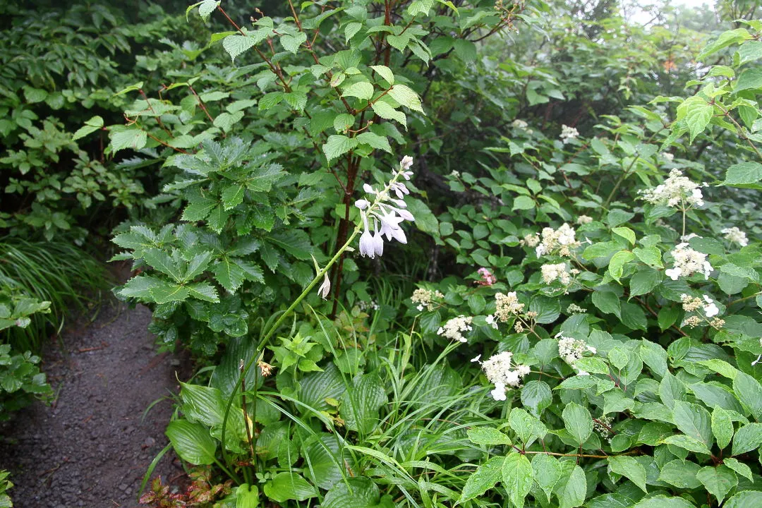 花の多い登山道