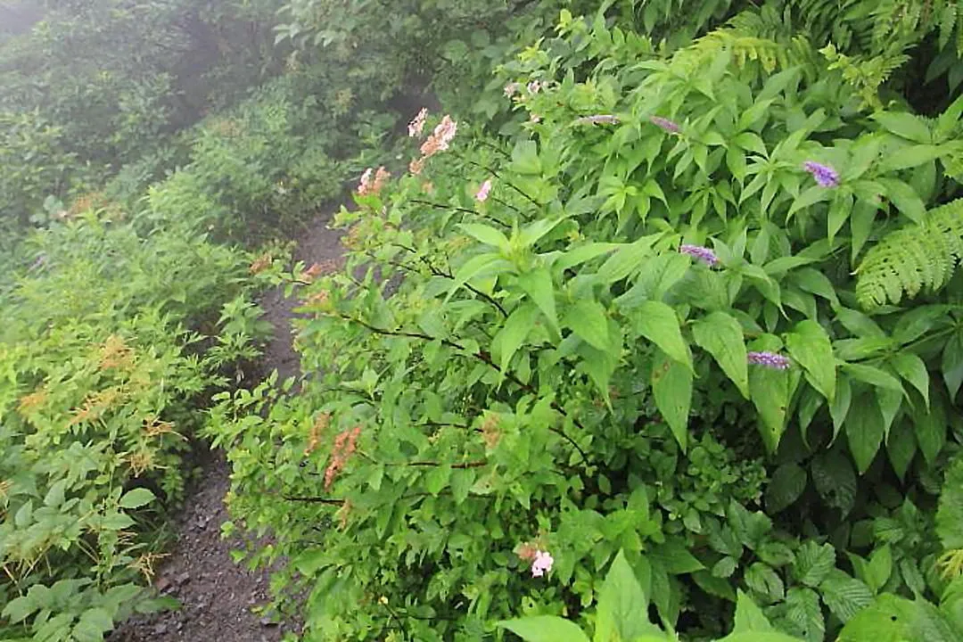 シモツケやクガイソウの咲く登山道