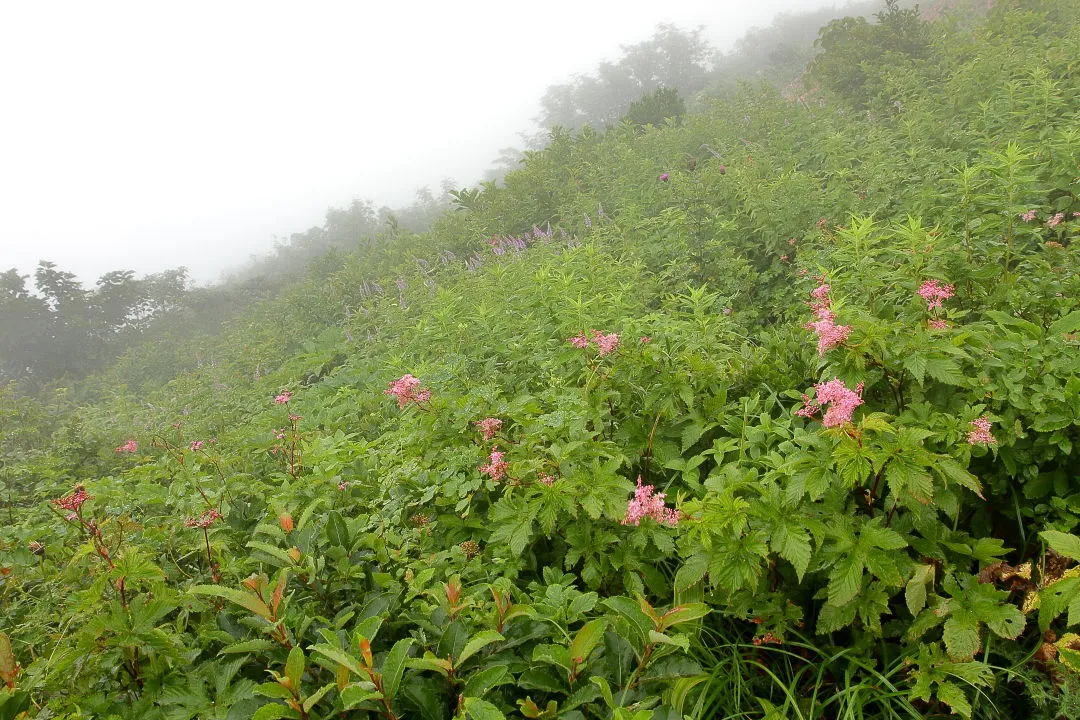 シモツケソウとクガイソウのお花畑