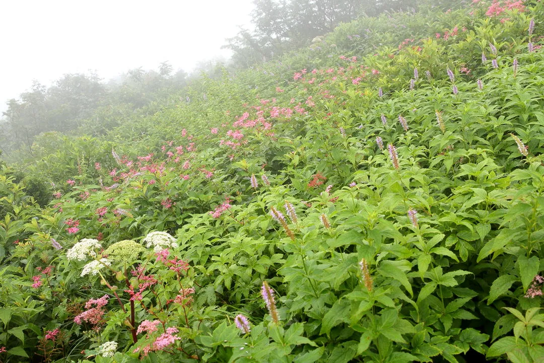 シモツケソウのお花畑