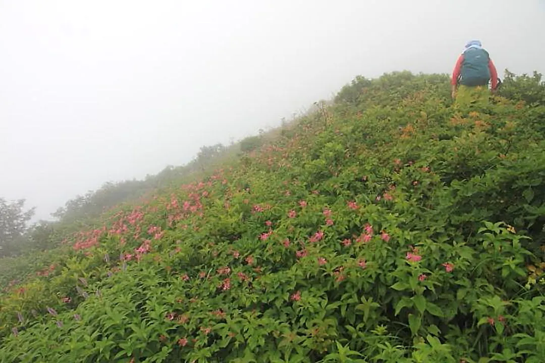 シモツケソウとギボウシの花畑