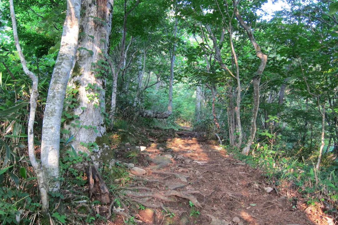 ブナ林の中の登山道