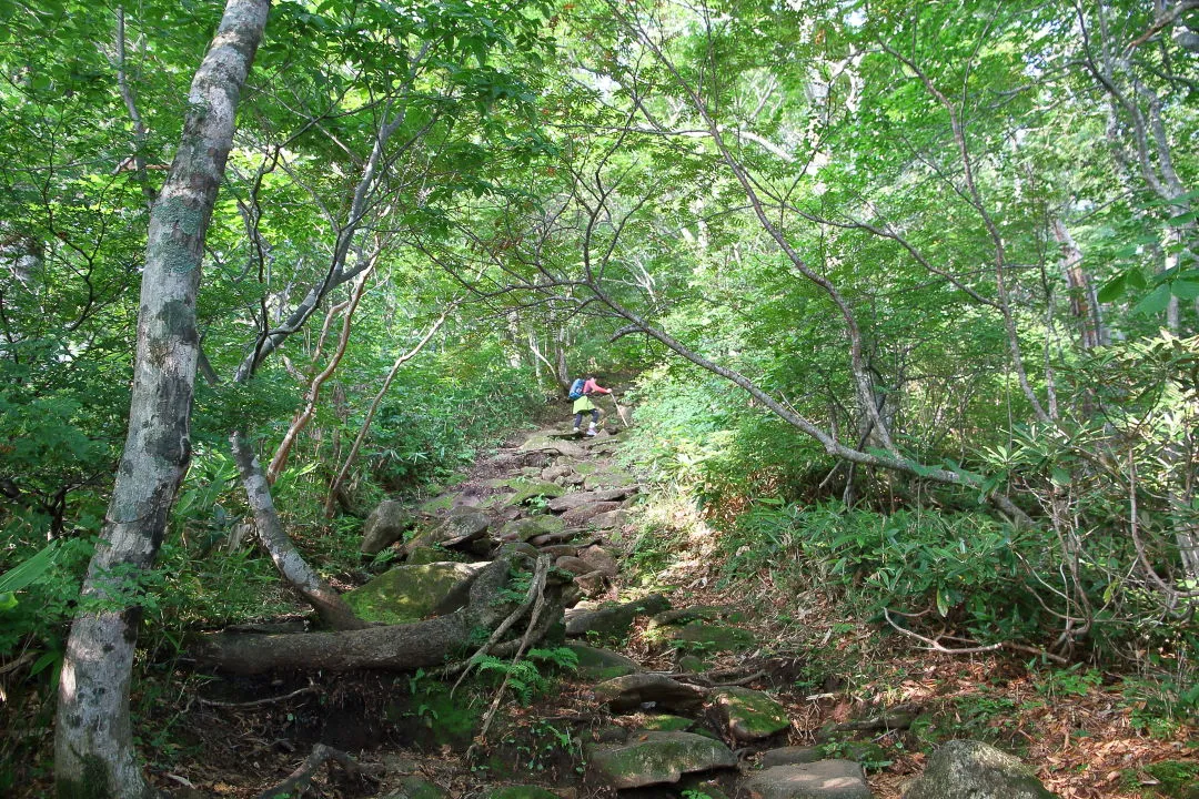 樹林帯の登山道