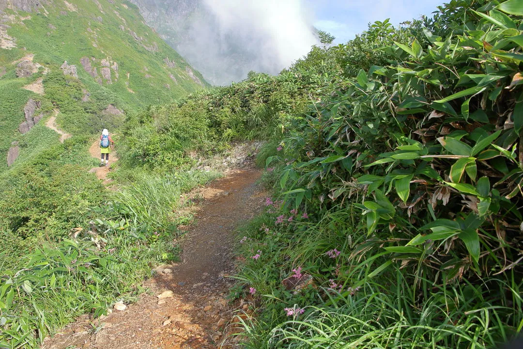 シモツケソウの咲く登山道