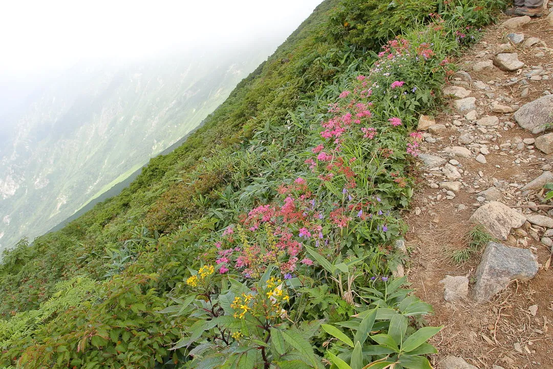 登山道脇の花畑