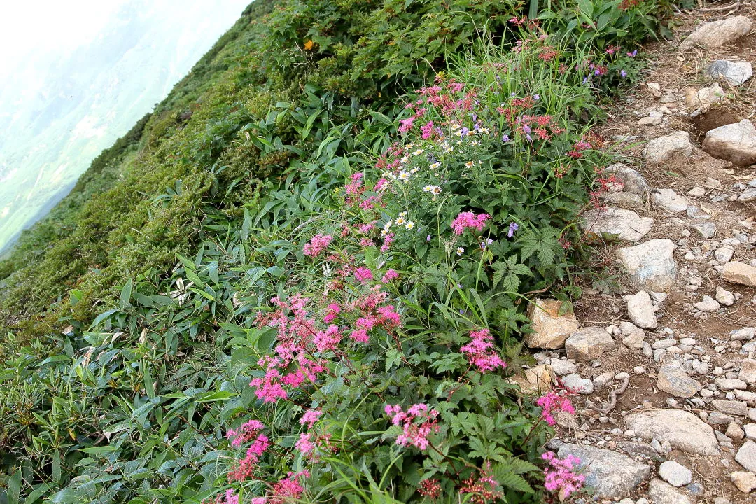 登山道脇の花畑