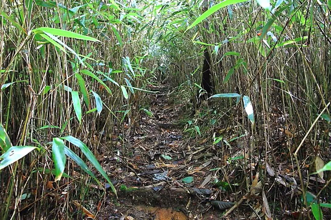 百間山山頂への道