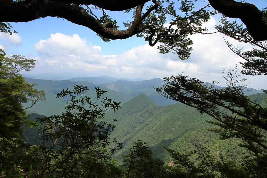 木の間に開けた遠景