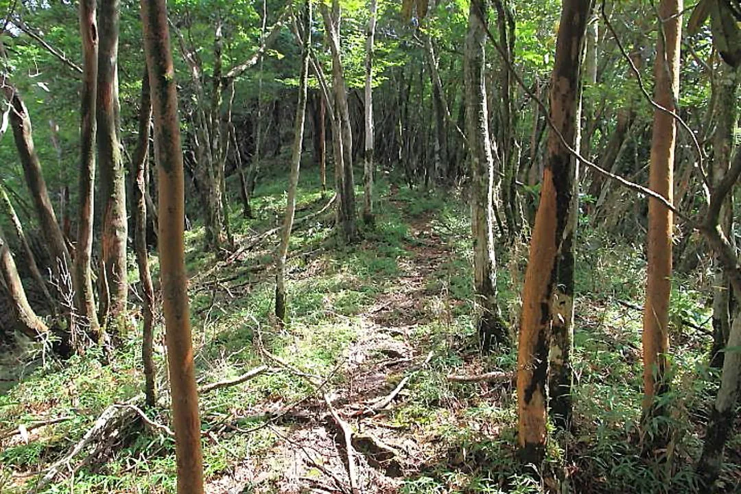 樹林帯だけの尾根道