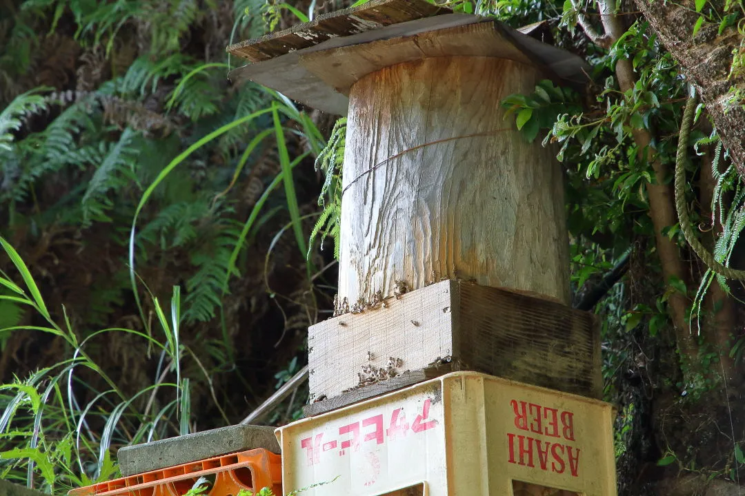 養蜂の巣箱