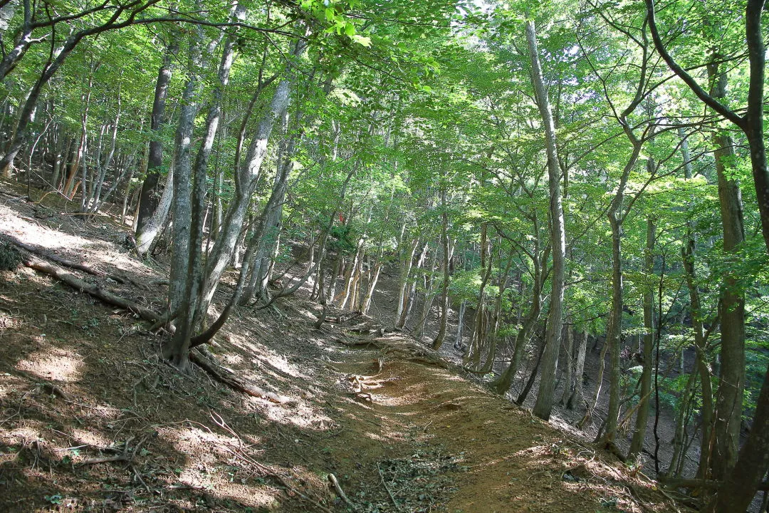 ブナ林の登山道