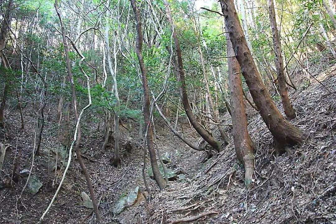 水沢峠への登山道