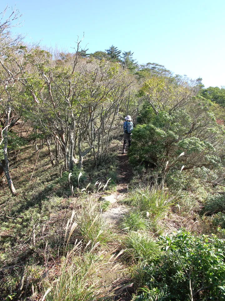 水沢岳山頂目前