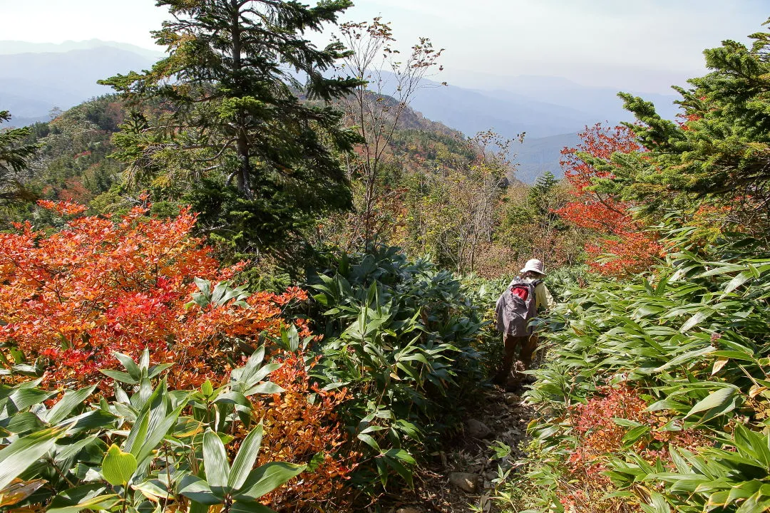 チブリ尾根の登山道