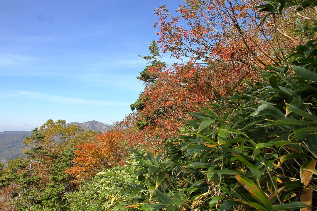 紅葉越しの白山