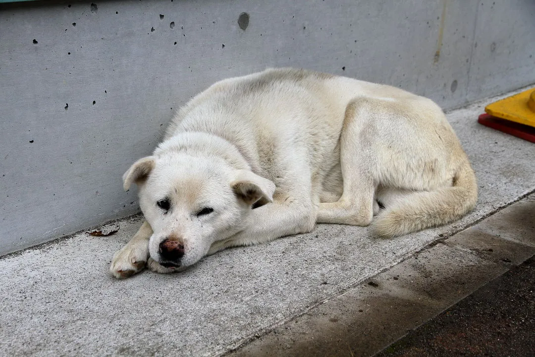 元ガイド犬シロ(チビ)