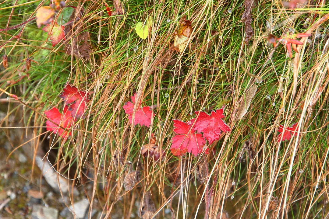 紅葉した葉