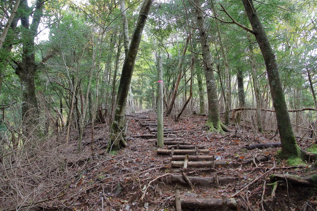 新登山ルートの丸太階段