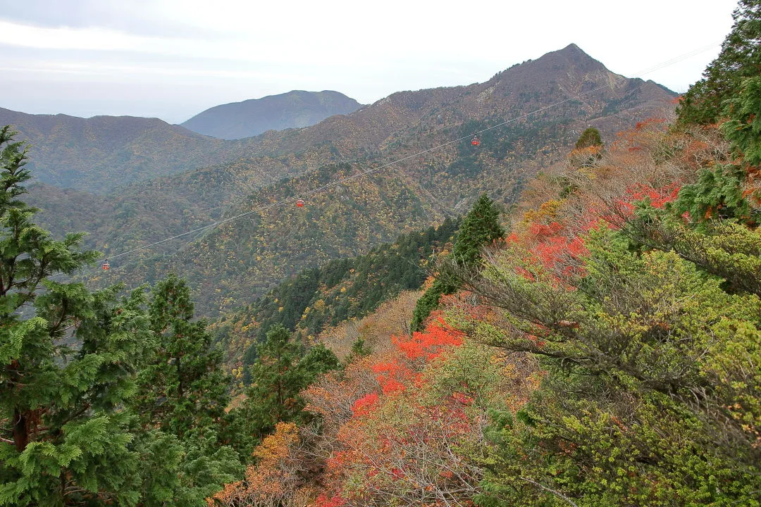 赤葉が入った紅葉